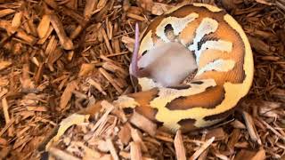 Feeding a few snakes in the collectionhognosesnake reptiles animals colubrid [upl. by Aitnas]