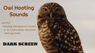 Owl Hooting Sounds [upl. by Killoran]