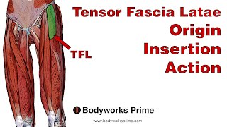 Tensor Fasciae Latae TFL Anatomy Origin Insertion amp Action [upl. by Anyrb]