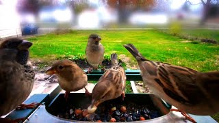 Birds food feeders birds housesparrow [upl. by Etti]