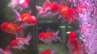 Carassius auratus Оранда краснобелая Red and White Oranda [upl. by Nalym544]