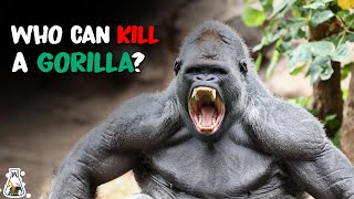 6 Animals That Could Defeat A Gorilla [upl. by Einnej656]