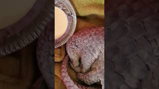 Injured pangolin rescued and released back into wild in SE China [upl. by Asirralc135]