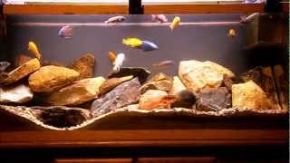 55g Lake Malawi Cichlid Tank [upl. by Auston465]