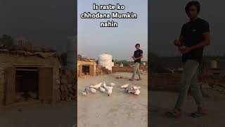 Jab tak Manjil Ko Pani lete is raste Ko chhodana Mumkin nahinkabootar viralvideo subscribe [upl. by Bethesda]