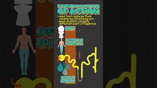 Diuretic Location of Action Facts [upl. by Wendolyn]