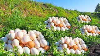 Top unique videos  pick a lot of duck eggs on the grass at field by hand a farmer [upl. by Aina]