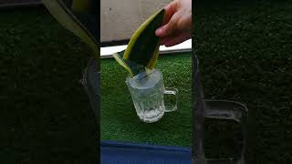 Snake Plant Propagation In Water [upl. by Aihsenal494]