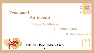 Anse de Henlé Tubule Distal et Tube Collecteur [upl. by Perlman447]