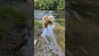 Samy my crazy Pomchi goes to the cold brook for refreshment  Pomeranian Spitz Chiuahuah Mix [upl. by Nagn]