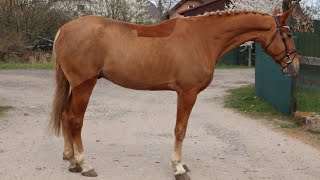 PROSPECT EQUITATIONQUANTUM 2018 gelding by Quidam Sohn ANSporthorses [upl. by Alarice]