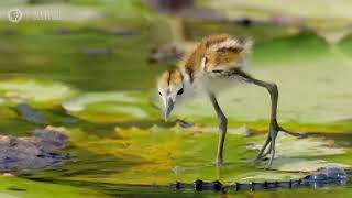 Jacana Dad Rescues his Chicks from a Crocodile in Africa [upl. by Gregory]