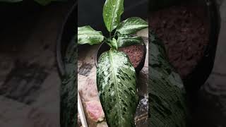 Dieffenbachia Snow starter plant mygardenmylove indoorplants dieffenbachia indoorgardening [upl. by Ferna170]