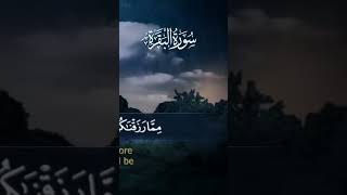 سورة البقرة  القارئ منصور السالميSurah alBaqarah Mansour  AlSalmi 1080PHDmp4٣٦٨ جيجا بايت [upl. by Akenal]