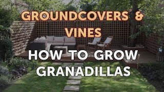 How to Grow Granadillas [upl. by Egni]