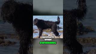 Portuguese Water Dog  Made for Swimming [upl. by Durston]