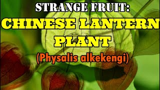 Strange Chinese Lantern Plant Physialis Alkekengi [upl. by Crispin]