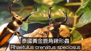 開箱泰國黃金鹿角鍬形蟲產房 粵語 廣東話 甲蟲飼養Rhaetulus crenatus speciosus スペキオススシカクワガタ [upl. by Ahsrat613]