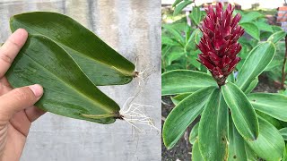 Tips for propagating Costus speciosus from leaves [upl. by Loftis]