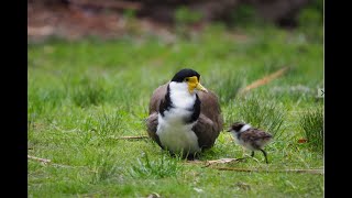 Baby Plovers Come Home [upl. by Mieka]