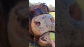 And What About That Spit Bubble from Sunny 🤣🤣🤣 HighlandCow [upl. by Ynoffit]