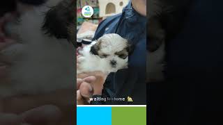 ShihTzu Dogs in Nepal [upl. by Roleat]