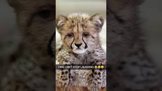 FUNNY CHEETAH [upl. by Mayberry951]