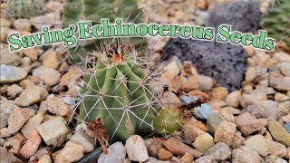 Saving Echinocereus Seeds [upl. by Airdni362]