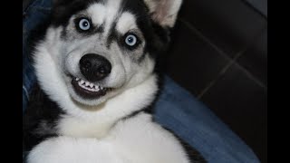 Funniest Husky Videos  Funny And Cute Dog Videos Compilation [upl. by Akila]