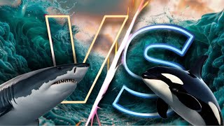 Epic Ocean Showdown Great White vs Orca [upl. by Adnimra]