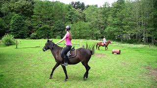 Kaimanawa Pony Jumping Early Days  New Zealand Nature [upl. by Lasonde]