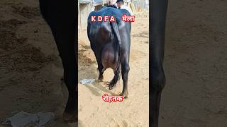 K D F A मेला farming murrahcalf dairyfarm haryana murrahdairyfarm dairyproducts [upl. by Doretta]