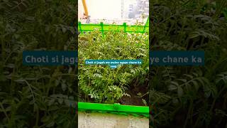 Choti si jagah me maine ugaye chane ka saag jiya home gardening shorts [upl. by Nysila]