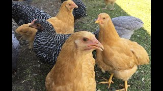 10 Week Update  Buff Orpington amp Barred Plymouth Rock Chickens [upl. by Harte269]