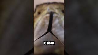 Why do snakes have forked tongues [upl. by Philis]