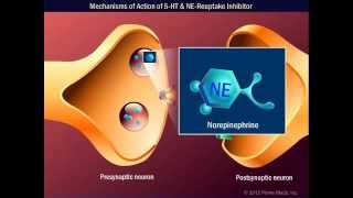 Mechanisms of Action of 5 HT amp NEReuptake Inhibitor [upl. by Haissi]