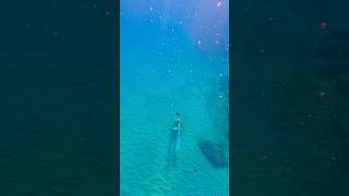 Mermaid fascinated with two trumpet fish freediver freediving underwater mermaid oceanlife [upl. by Aid]