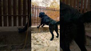 Gruia 🇹🇩 Ciobănesc Românesc Corb dog doglover youtube [upl. by Hettie]