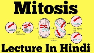 Mitosis  Cell Division Hindi [upl. by Hudgens538]