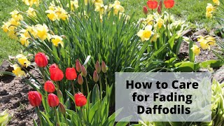 How to Care for Daffodil Leaves After Flowers Fade [upl. by Omora]