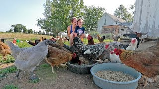 What it’s like to live with 85 chickens [upl. by Aehta]