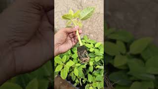 Poinsettia Plant seedling Online order now What0sApp 9122907352 84099 93324 [upl. by Mya]