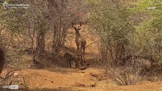 Kwa Maritane Africam Elephants Kudu and Baboons [upl. by Anette254]