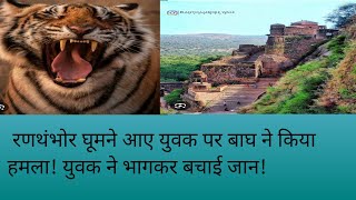 रणथंभोर घूमने आए युवक पर बाघ का हमला🐯🐯🐯trending video ranthambore travel [upl. by Glen]