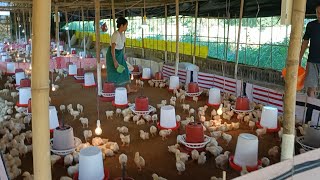 Broiler farm management II winter management II how to manage your broiler farm broiler poultry [upl. by Alakam204]