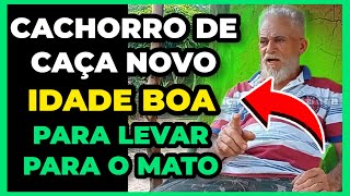 🔴CACHORRO DE CAÇA QUANTOS MESES PODE BOTAR NO MATO E O QUE FAZER PARA CACHORRO NÃO BRIGAR NO BURACO [upl. by Meela65]