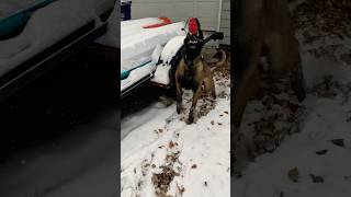 Malinois first time working in snow malinois searchdog workingdog [upl. by Cobby]