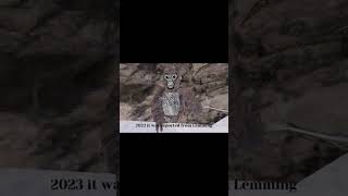 How much money has lemming made from gorilla tag gorillatagfun vr gtag gorillatag money [upl. by Ilyk200]