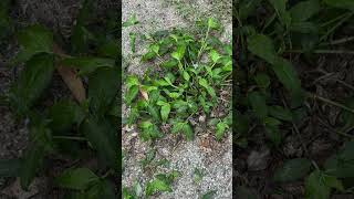 Commelina benghalensis a wild leafy vegetable of Odisha Odisha medicinal botanicalpark [upl. by Cindie]