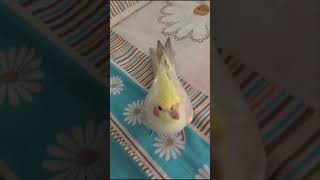 Cockatiel relaxing in moms bed as being bored in his cage cockatielparrotpetsbirdsviral [upl. by Jeff]